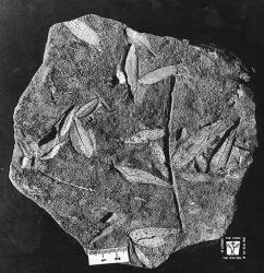 Με την βοήθεια της παλαιοβοτανικής, έχουν βρεθεί σε απολιθώματα φύλλων ελιάς στη Σαντορίνη (πριν 50000 χρόνια) & Νίσυρο (πριν 35000 χρόνια) Γυρεόκοκκοι ελιάς