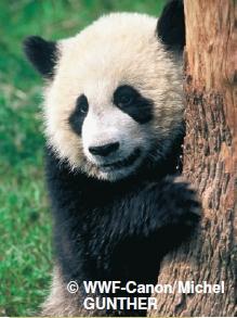 It eats bamboo... It eats tree leaves... It lives in the Mediterranean Sea... 5 Look at the information about the Giant Panda and write a text about this animal.