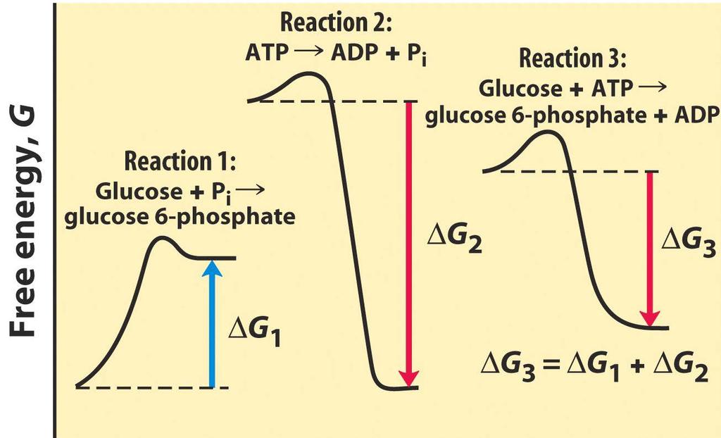 Σύζευξη ενέργειας σε δύο ανεξάρτητες βιοχημικές αντιδράσεις Εύρεση ΔG για συζευγμένες (coupled) αντιδράσεις Νόμος Hess ισχύει και για ΔG, ΔS 8 kcal?