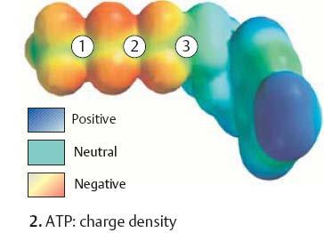 ATP ως «υψηλής ενέργειας» μόριο Το ΑΤΡ δωρίζει την ενέργεια του συνήθως με μεταφορά φωσφορικών ομάδων και όχι με απλή