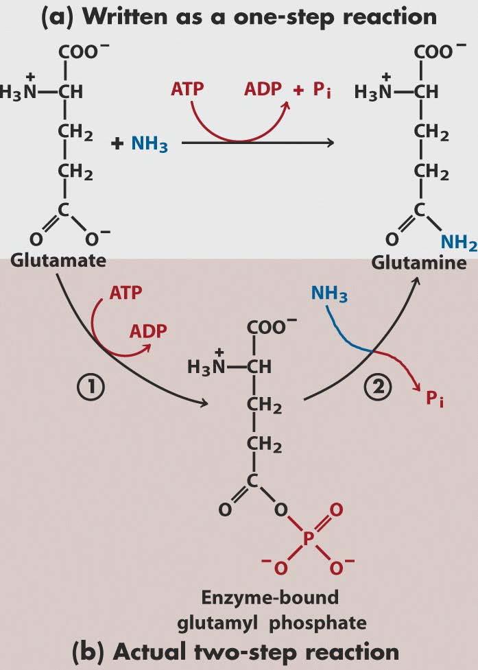 Μεταφορά ομάδας με ΑΤΡ 1) Όχι απλή υδρόλυση (1 αντίδραση) 2) Μεταφορά ομάδας (είτε P i είτε PP i είτε AMP) με ομοιοπολική σύνδεση στο υπόστρωμα ή στο ένζυμο (2 αντιδράσεις) Εξαίρεση: