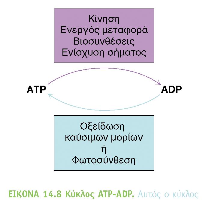 Ημερήσια κατανάλωση ΑΤΡ 2800 Κcal/day 50% απόδοση 1400 12 Κcal ανά mole ATP (Μ.Ο.