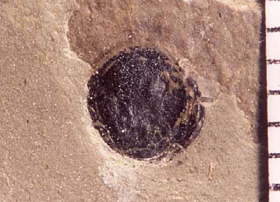 Chuaria