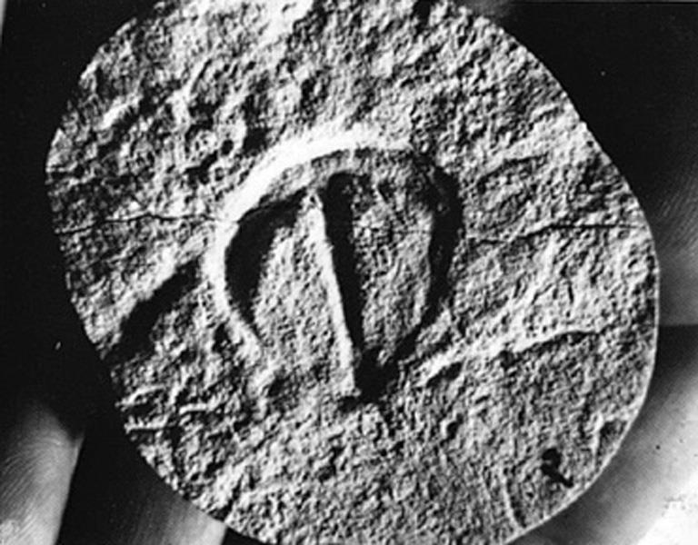 Parvancorina,