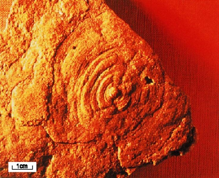 Cyclomedusa,