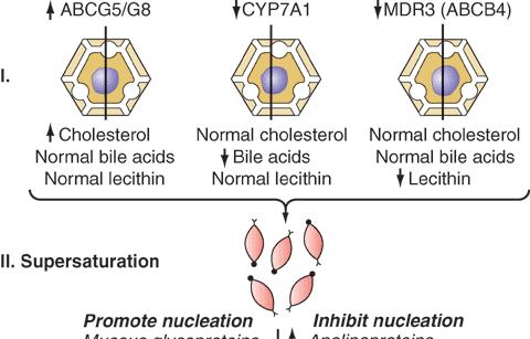 Scheme showing pathogenesis of