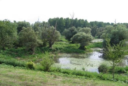терена заштићеним одбрамбеним насипом од изливања Дунава. Шумска управа распоређена је у оквиру три јединице: Карапанџа, Моношторске Шуме и Колут-Козара.