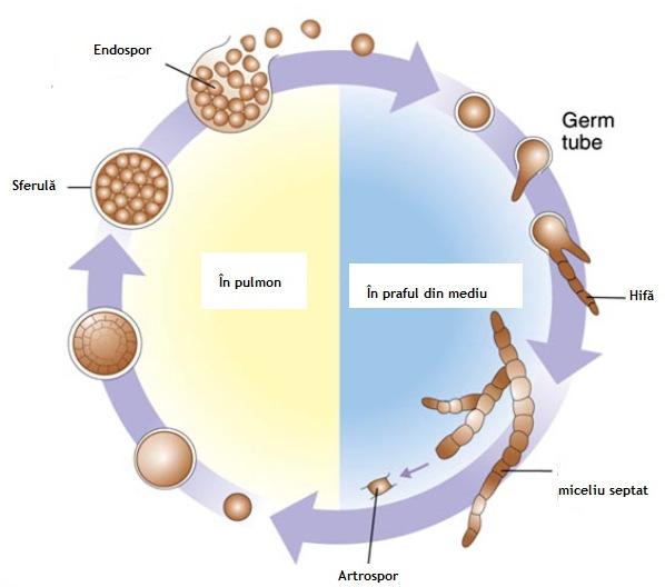 1.6.4. Infectiile fungice ale tractului respirator profund Sporii fungilor sunt inhalati usor de către animale. Acestia pot germina in tractul respirator profund.