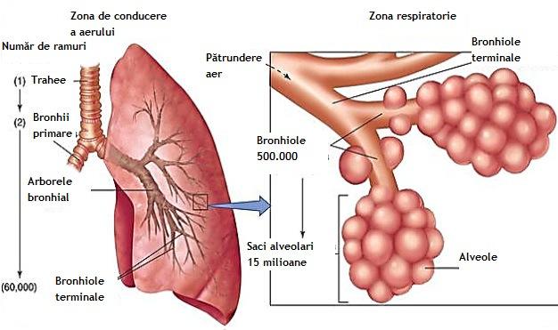 Figura 1. Structura generală a aparatului respirator Sursa: http://www.clevelandareaph.com/lungs_and_alveoli.gif Figura 2.