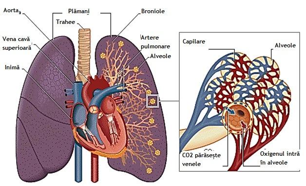 .wikispaces.com/07.+respiratory+physiology 1.