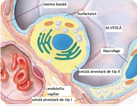 Efortul pulmonar Efortul pulmonului este crescut în procesele care: se opun expansiunii plămânului: - fibroza, - hidro-, chylo-, pneumo- sau hemotoraxul, reduc debitul de aer: - boala obstructivă
