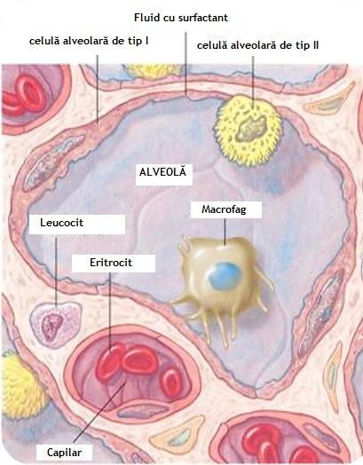 Figura 8. Funcția de protecție a pulmonului Sursa: https://humanphysiology2011.wikispaces.com/07.+respiratory+physiology 1.4.