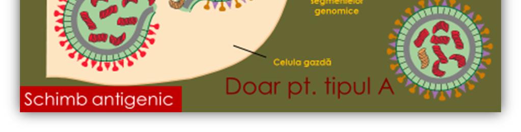 mai importante entități fiind produse de: Tusea convulsivă (Bordetella spp.) Tuberculoza (M. tuberculosis) (fig. 10). Pneumoniile tipice: Str. pneumoniae, H.