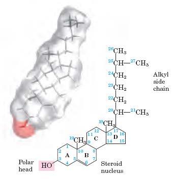 (lipoproteinskih delcih) triacilglicerol