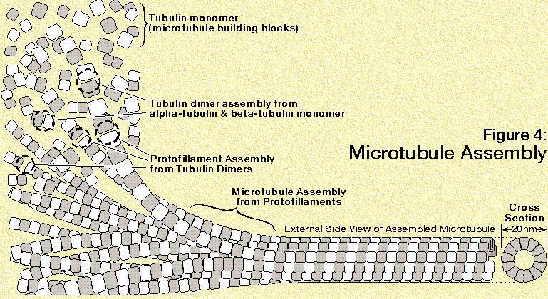 Mikrotubuli Nastanejo s polimerizacijo globularnega proteina tubulina (2 podenoti: tubulin-α in tubulin-β); polimerizacija poteka v spiralasti razvrstitvi 13 enot/zavoj, do nekaj tisoč molekul