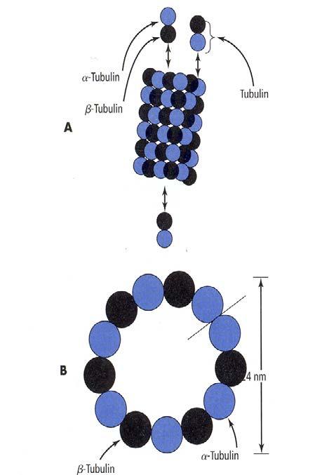 Tublulin v mikrotubulih Trdne votle stabilne cevke α-tubulin Zunanji