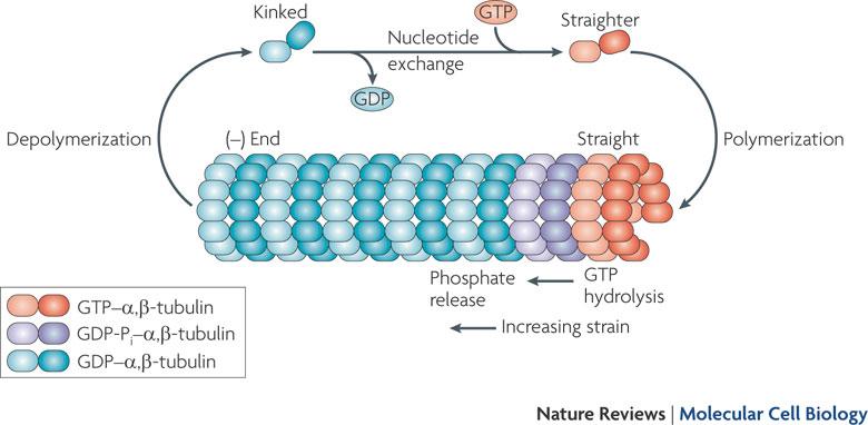 Združevanje molekul tubulina v mikrotubule -α- in β-tubulin sta majhna, 55 kda globularna proteina -α- in β-tubulin vežeta GTP in se pridružita (+) koncu mikrotubula, skupaj z vezanim GTP.