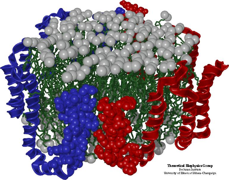 apolipoproteinom B-100 Struktura HDL z