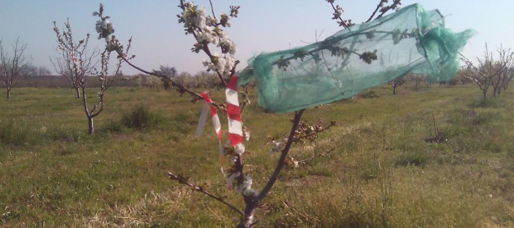 Κατόπιν πληροφοριών από τη διεθνή βιβλιογραφία (Schuster M., 2012 και διαδικτυακές πηγές), το Τ.Φ.Ο.Δ.Ν.