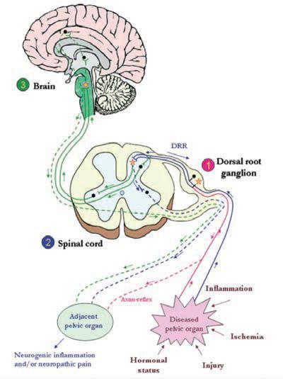 L. Birder, et al. Neural Control.