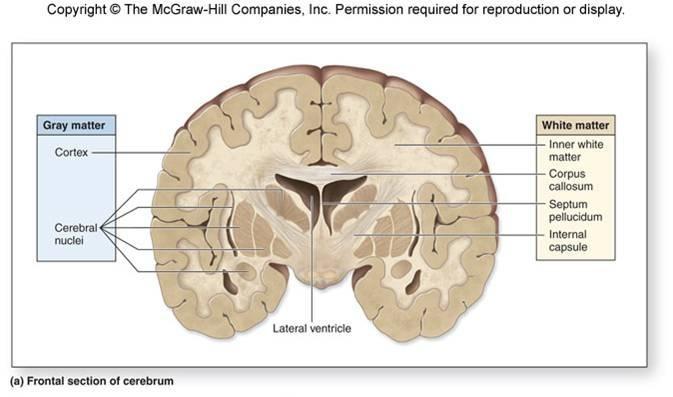 Πρόσοψη του εγκεφάλου φλοιός εσωτερική λευκή ουσία μεσολόβιο