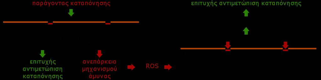 ΟΞΕΙΔΩΤΙΚΗ ΚΑΤΑΠΟΝΗΣΗ Δράση των RS στα κύτταρα