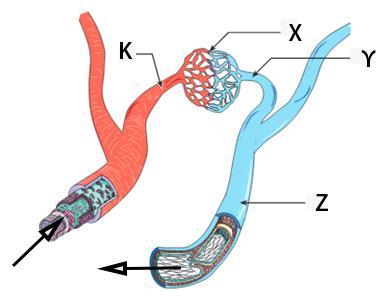 Η εικόνα απεικονίζει τμήμα μιας κυψελίδας του πνεύμονα και τμήμα του πλησιέστερου τριχοειδούς. Τα βέλη δείχνουν την κατεύθυνση της κίνησης του διοξειδίου του άνθρακα και του οξυγόνου.