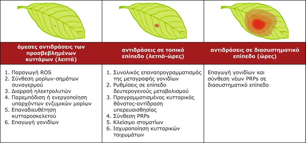 Επαγόμενη άμυνα: