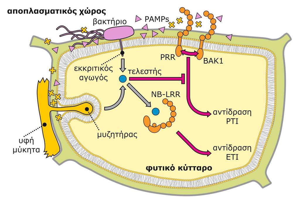 Επαγόμενη άμυνα: Το