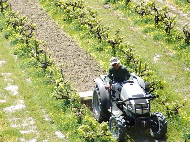 Οι αρχικοί στόχοι των μαθημάτων του αμπελιού εφαρμόστηκαν διαθεματικά.