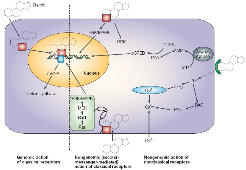Μη Γενωμικές Δράσεις του hgr Nonclassical Steroid Receptor Classical Steroid