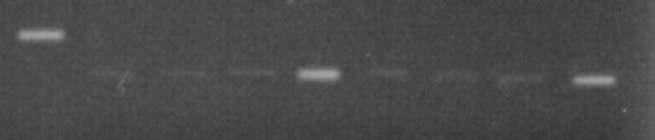 HCT-116 cells stably transfected with