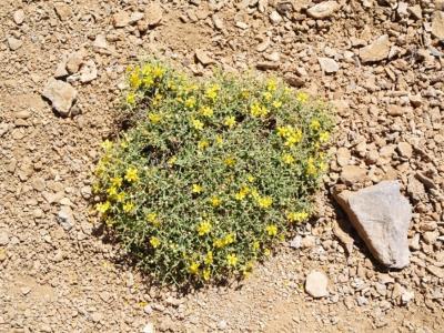 Aγκαραθιά 0-1050m Phlomis fruticosa