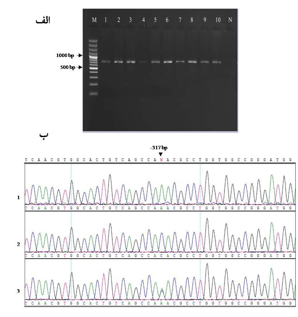 شكل الف: A الكتروفورز محصول PCR بر روي ژل آگاروز دو درصد. در اين شكل Lane M ماركر 00 جفت بازي Lane0 محصول PCR پروموتر ژن Muc6 و Lane N كنترل منفي را نشان مي دهد. ب مقايسه تواليهاي مختلف با نرم افزار.