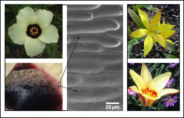 Σχήμα 1.9: α) Άνθος Hibiscus trionum. β) Βάση του πετάλου Hibiscus trionum που δείχνει ιριδισμό υπερκείμενης κόκκινης χρωστικής ουσίας.