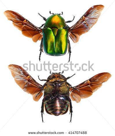 ( ( 7.2 