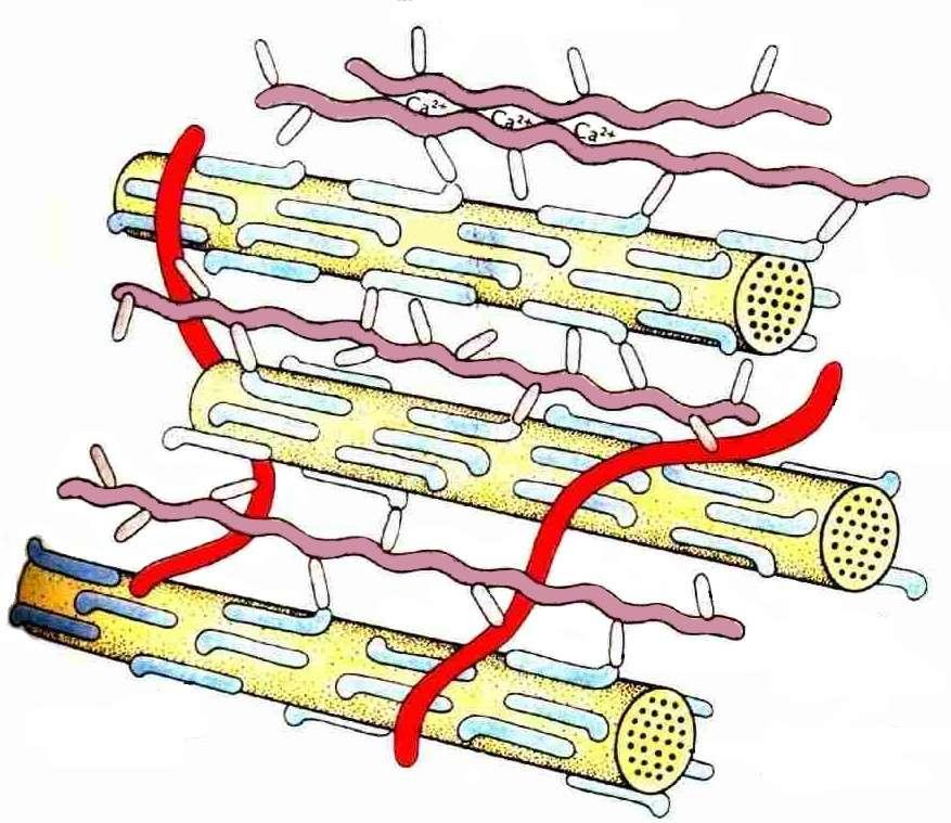 STANIČNA STIJENKA Fibrilarna struktura Neutralne pektinske molekule Kisele pektinske molekule