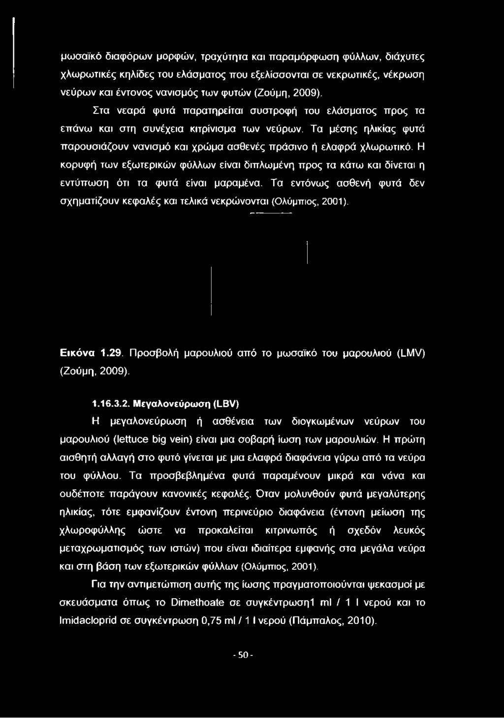 Η κορυφή των εξωτερικών φύλλων είναι διπλωμένη προς τα κάτω και δίνεται η εντύπωση ότι τα φυτά είναι μαραμένα. Τα εντόνως ασθενή φυτά δεν σχηματίζουν κεφαλές και τελικά νεκρώνονται (Ολύμπιος, 2001).