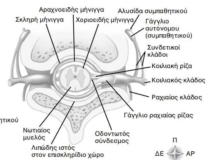 Τα νωτιαία νεφρα Απϐ τον νωτιαύο μυελϐ εκβϊλλουν ςε κϊθε επύπεδο αυτοϑ τριϊντα ϋνα ζεϑγη νωτιαύων νεϑρων και εξϋρχονται μϋςα απϐ τα μεςοςπονδϑλια τρόματα.