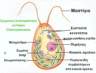 Τυπικό µονοκύτταρο