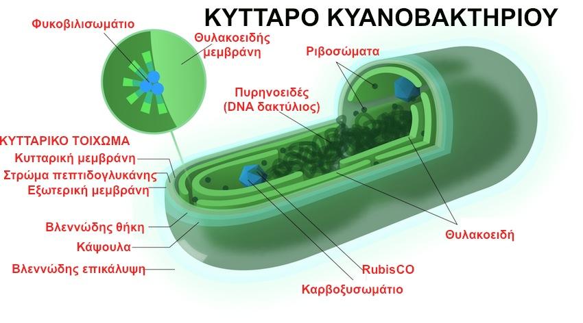 Κυανοβακτήριο