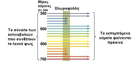 Αυτό το φάσµα απορροφά η χλωροφύλλη,