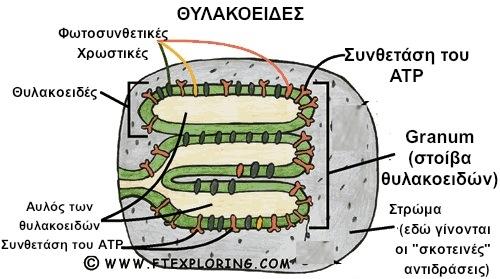 Στη θυλακοειδή