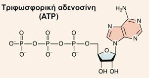 Η δοµή του (της) ΑΤΡ