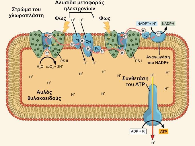 Φωτοσυστήµατα στη