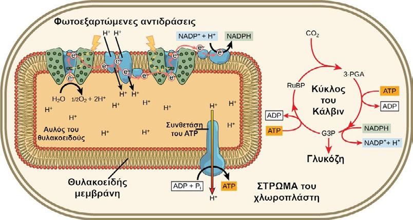 Τα φωτοσυστήµατα