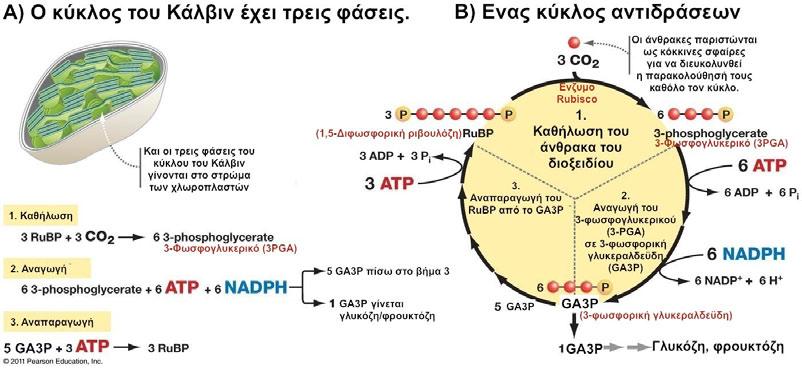 Ο κύκλος του