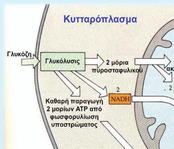 1µόριο