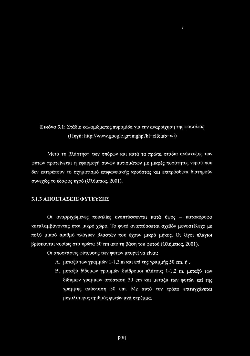 / Εικόνα 3.1: Στάδιο καλαμώματος πυραμίδα για την αναρρίχηση της φασολιάς (Πηγή: http://www.google.gr/imghp?