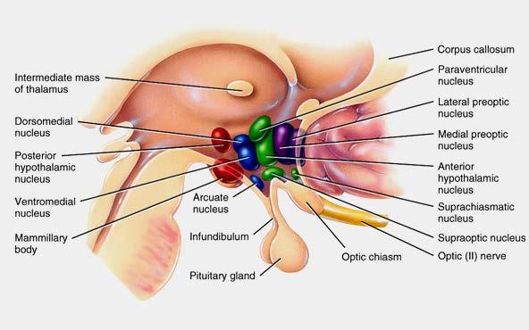 Ανατομία Διάμεση ουσία του θαλάμου Μέσοραχιαίος Οπίσθιος υποθαλαμικός πυρήνας Μεσοκοιλιακός πυρήνας Μαστίκός Τοξοειδής Μίσχος της